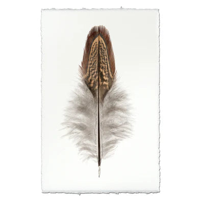 Ring Neck Pheasant Feather in Frameless Leather and Steel Hanger