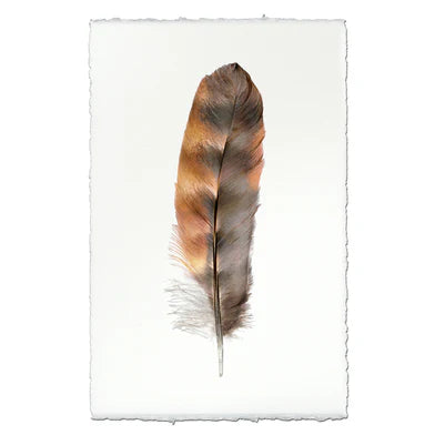 Rooster Feather in Frameless Leather and Steel Hanger