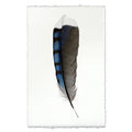 Blue Jay Feather in Frameless Leather and Steel Hanger