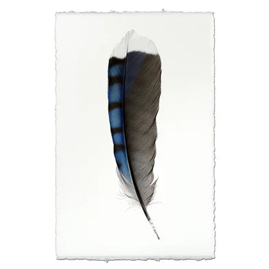 Blue Jay Feather in Frameless Leather and Steel Hanger