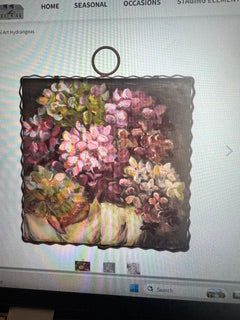 Mini Hamilton Hydrangea RTC