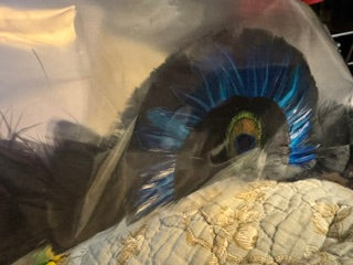 Feathered Crown Blue peacock with eye