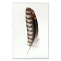 Kestrel #2 Feather in Frameless Leather and Steel Hanger