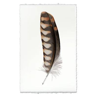 Kestrel #2 Feather in Frameless Leather and Steel Hanger