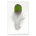 Lady Amherst Feather in Frameless Leather and Steel Hanger