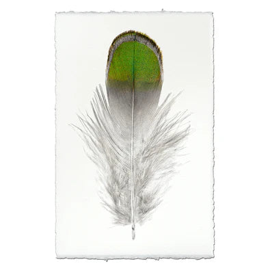 Lady Amherst Feather in Frameless Leather and Steel Hanger