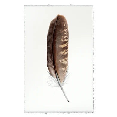 Peregrine Falcon Feather in Frameless Leather and Steel Hanger