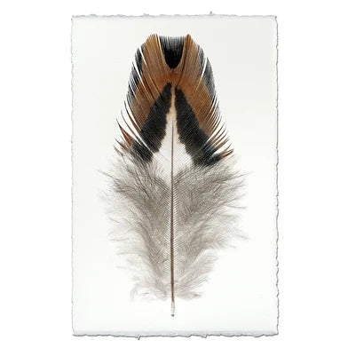 Bobwhite Quail #1 Feather in Frameless Leather and Steel Hanger