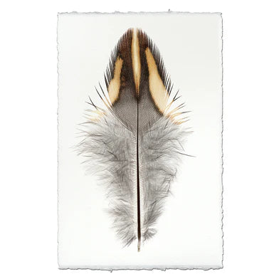 California Quail Feather in Frameless Leather and Steel Hanger